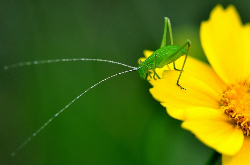 「新诗采撷」张金虎 | 小草（微诗七首）