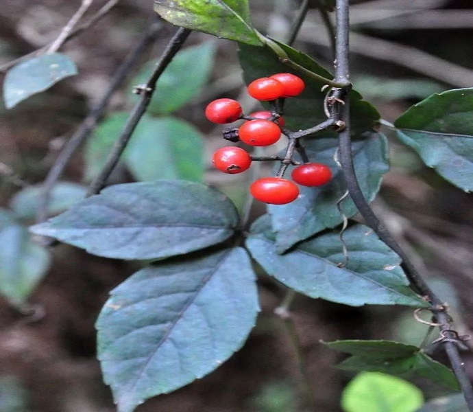 三叶爬崖藤的价值