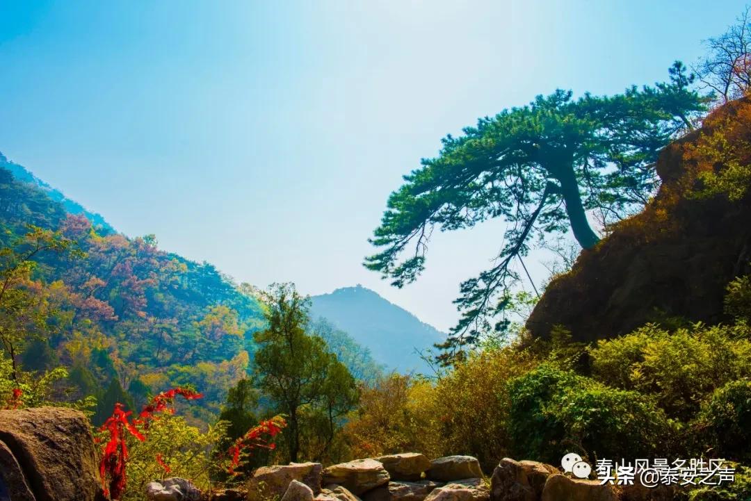 深秋泰山：一年好景君须记，最是橙黄橘绿时