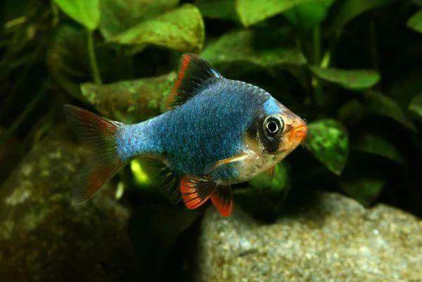 (玫瑰鲫&虎皮鱼)