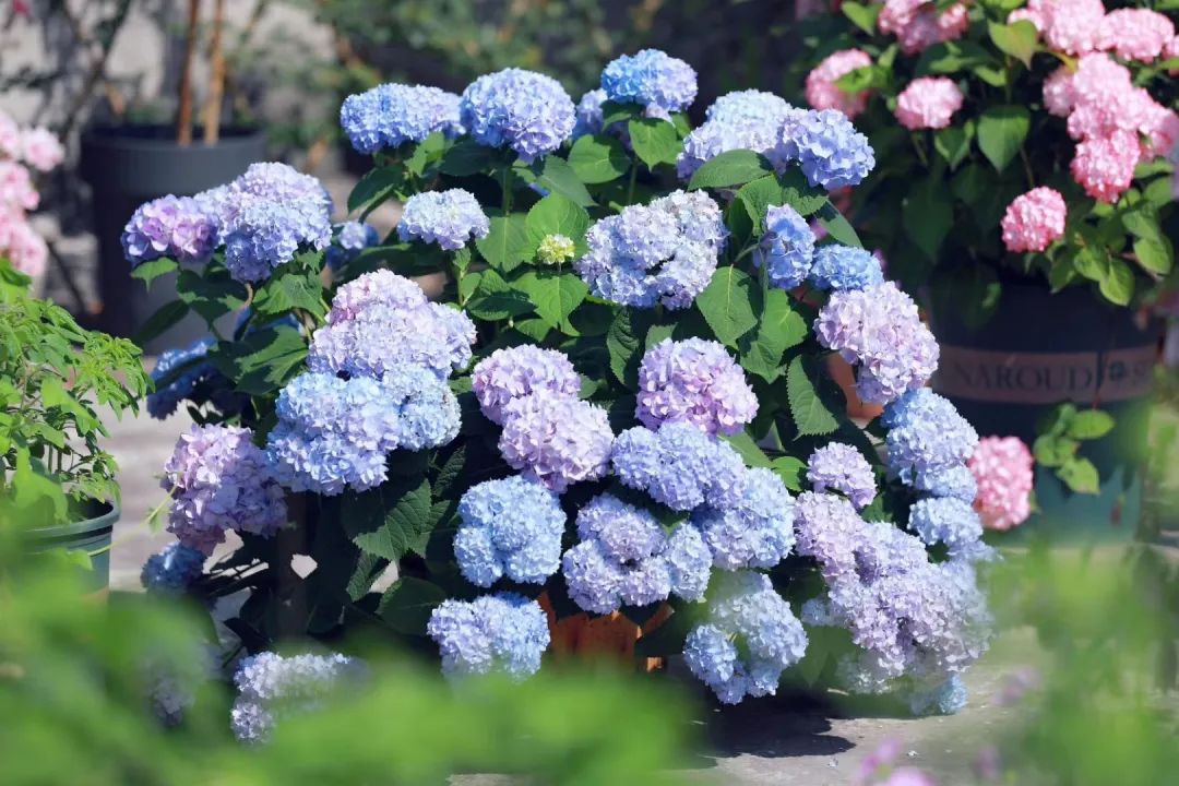 海妈花园访问｜想种花没地方？重庆小学老师在学校楼顶造了座花园