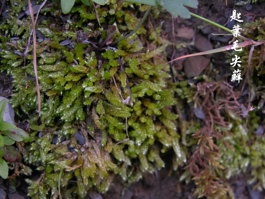 苔藓植物图片（小编带你盘点四十种苔藓植物）