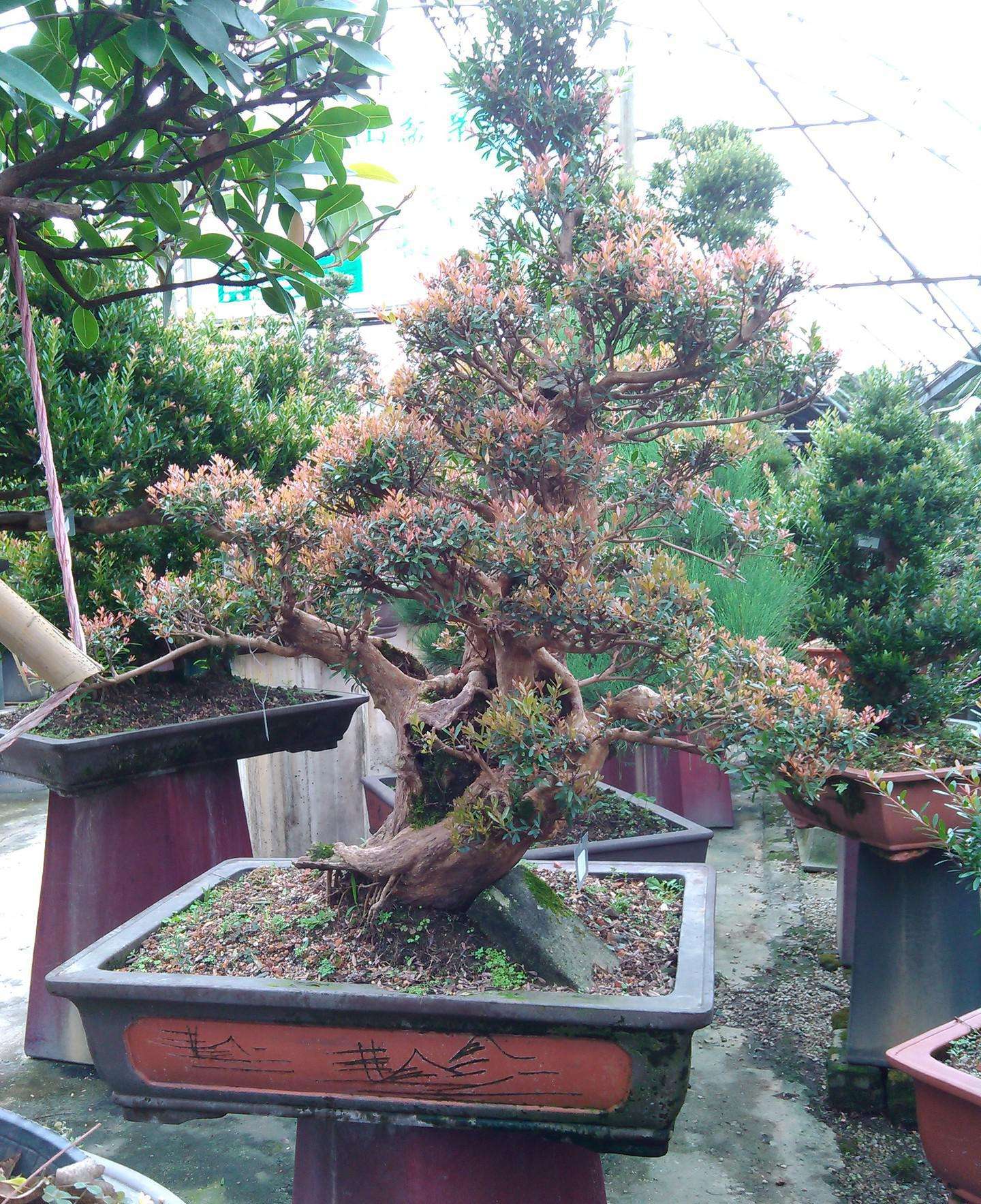 赤楠盆景"养成记"!摘心,抹芽,修枝不能少,更具价值全靠你!