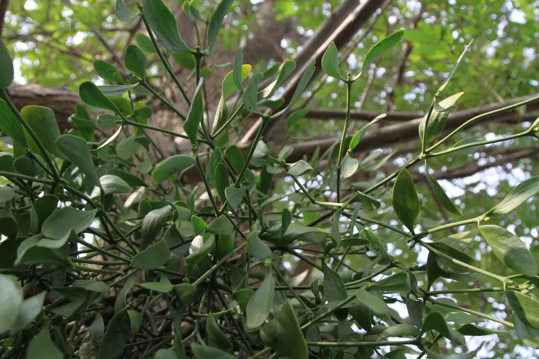林草科普|中国寄生植物