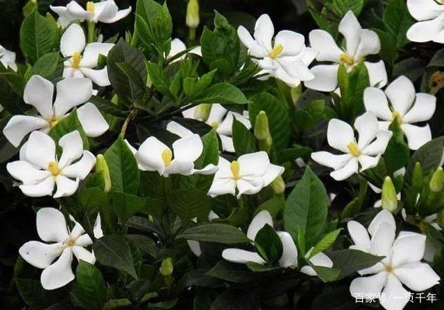 20种最适合春天种的花,好看、好闻、好养---总有一款适合你