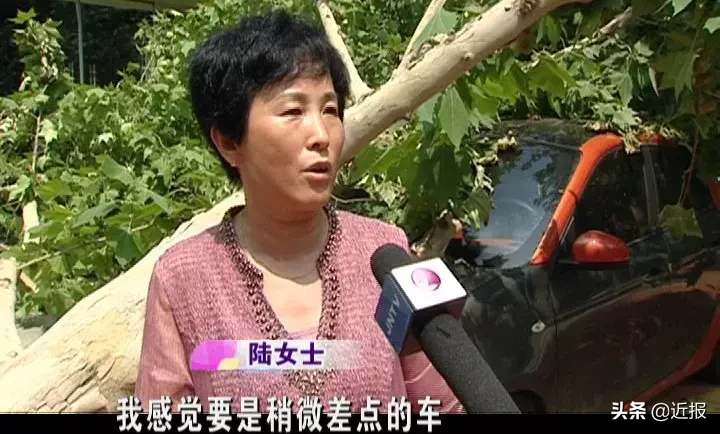 闹心!济南一颗大树倒伏砸奔驰,这个损失谁来赔?