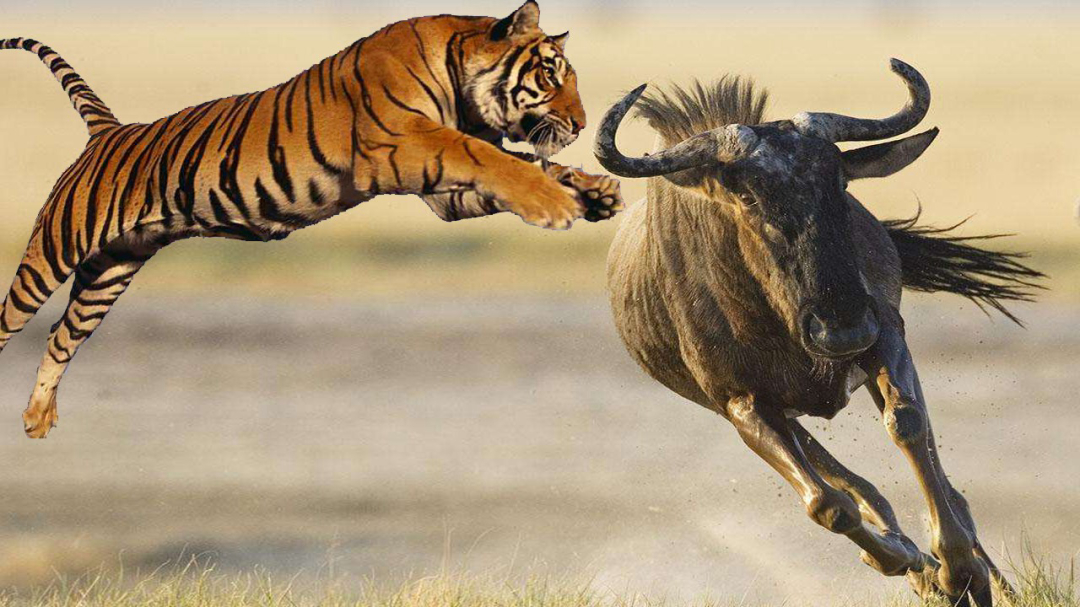 老虎引进非洲成功了吗?它们对当地生态造成了什么影响?