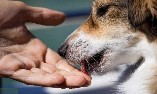 为什么狗狗总是喜欢舔人手脚？也许它想告诉你这些事