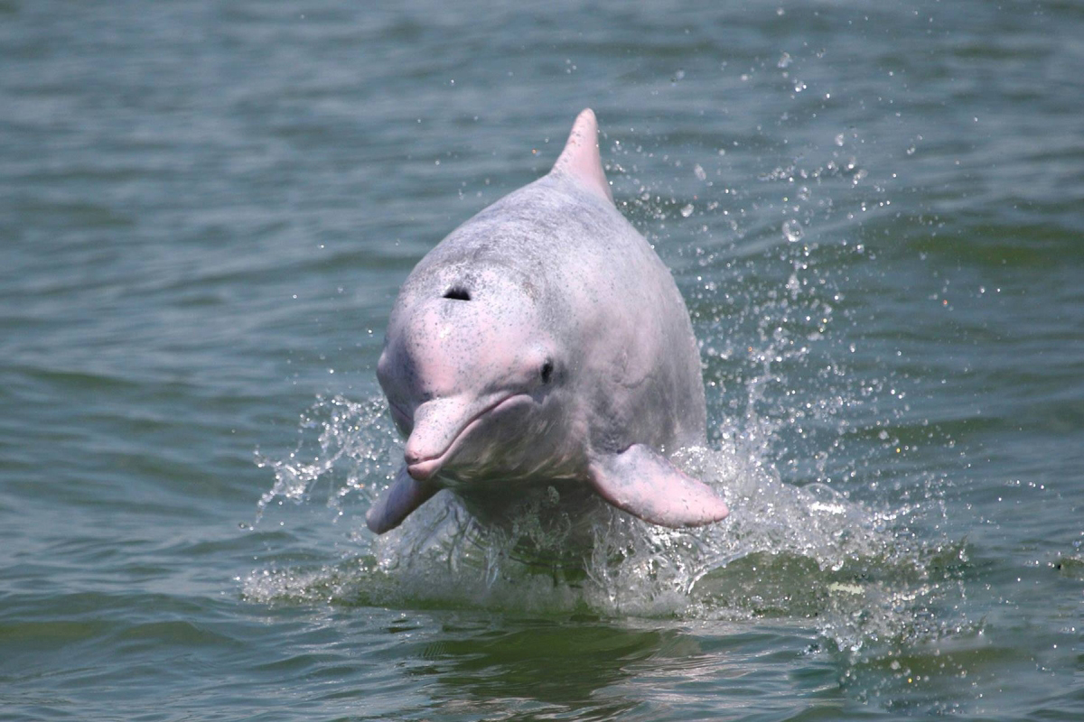 中华白海豚虽然头顶"中华"二字,但实际上它们的分布范围不仅限于我国