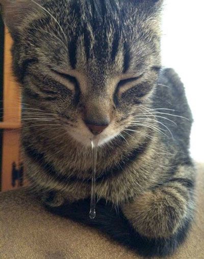 猫咪"流口水"不是好现象,需要铲屎官警惕起来,尽快查明原因