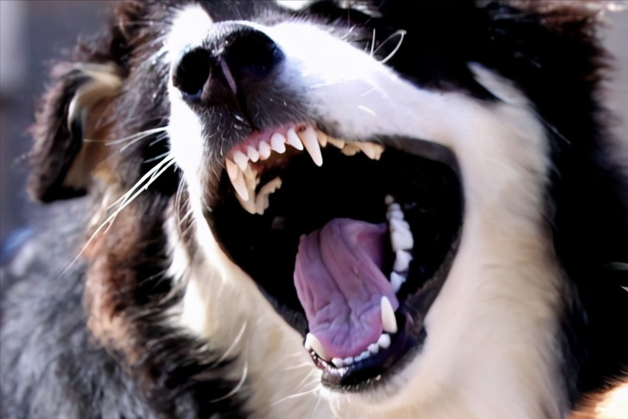 养宠知识：四个关于狗狗的牙齿信息