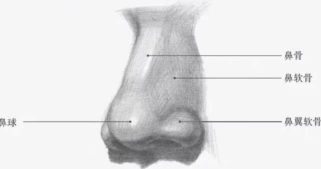 合适初学者学习的素描五官的画法以及详解教程图片