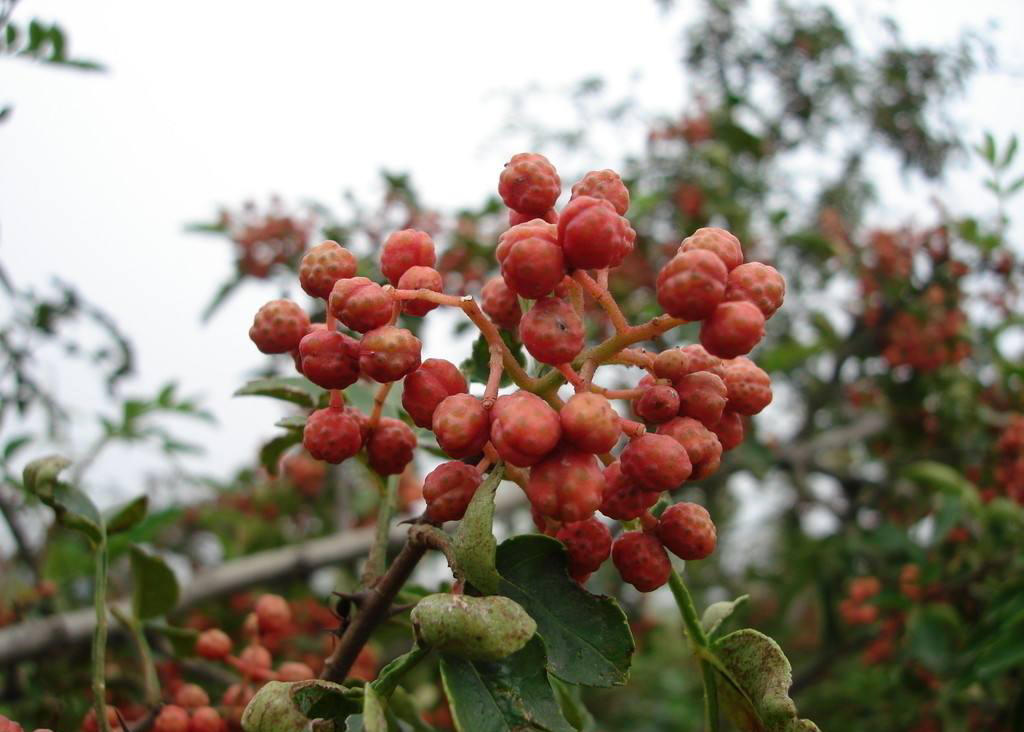 萸字的含义 _飞翔号