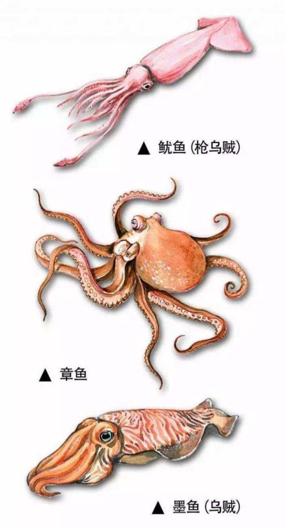32条腿章鱼被发现,是日本核废水还是演化失误?它竟不是腿最多的