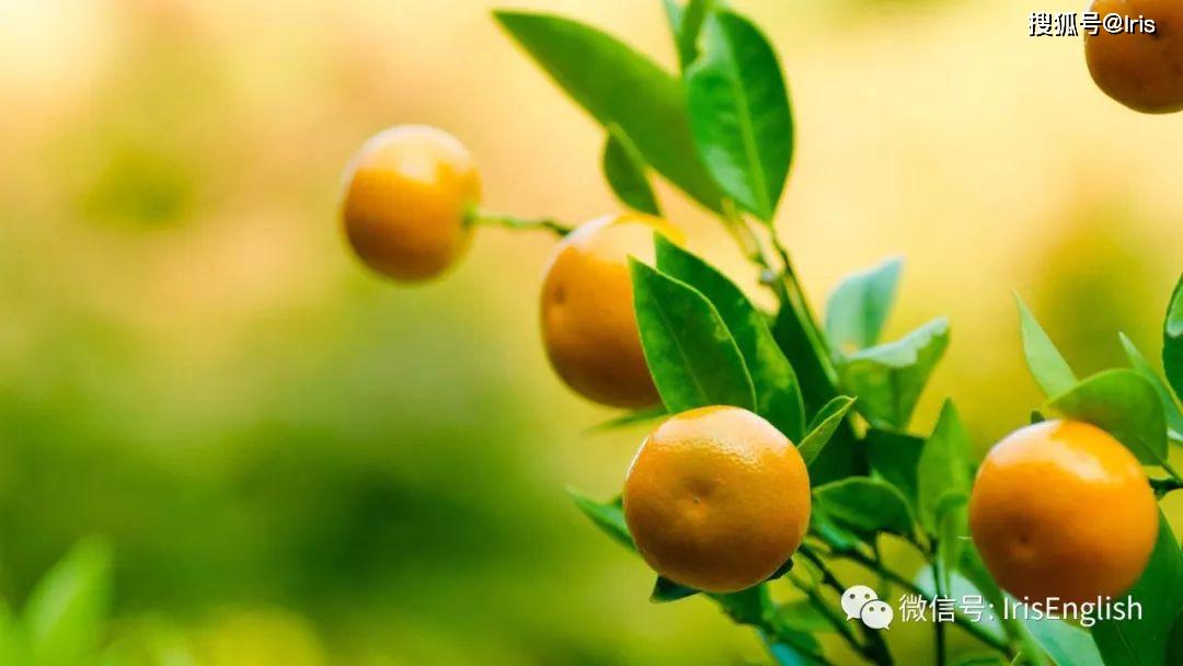 这些水果类的英语你知道怎么说么？
