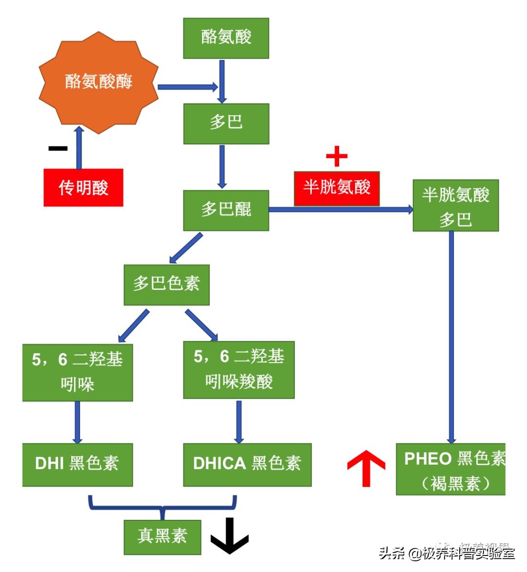 口服护肤品网红“美白丸”，可以信几分？
