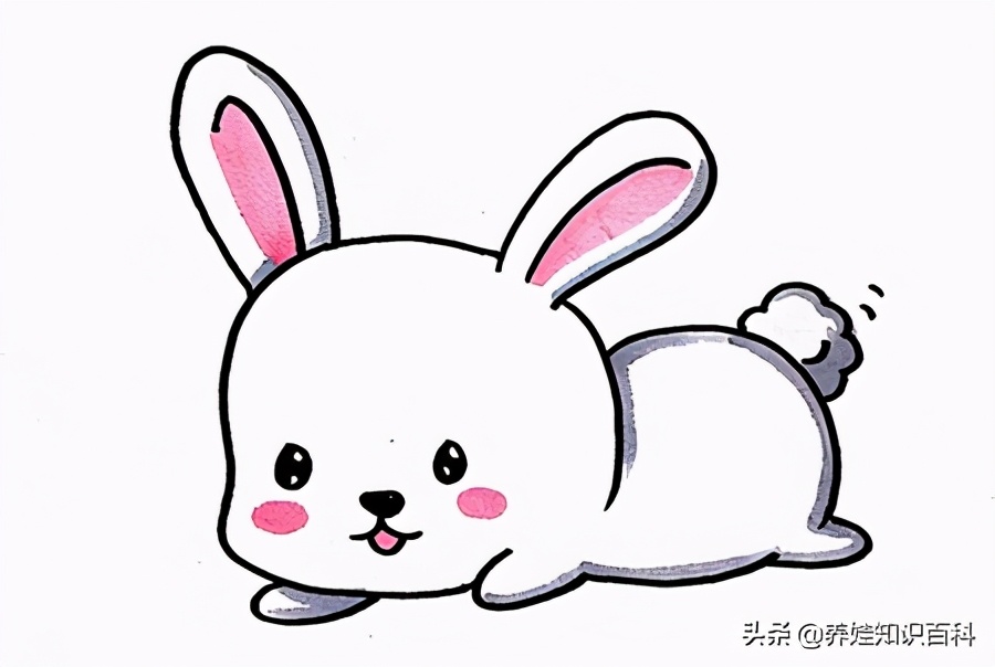 小兔怎么画 萌可爱图片