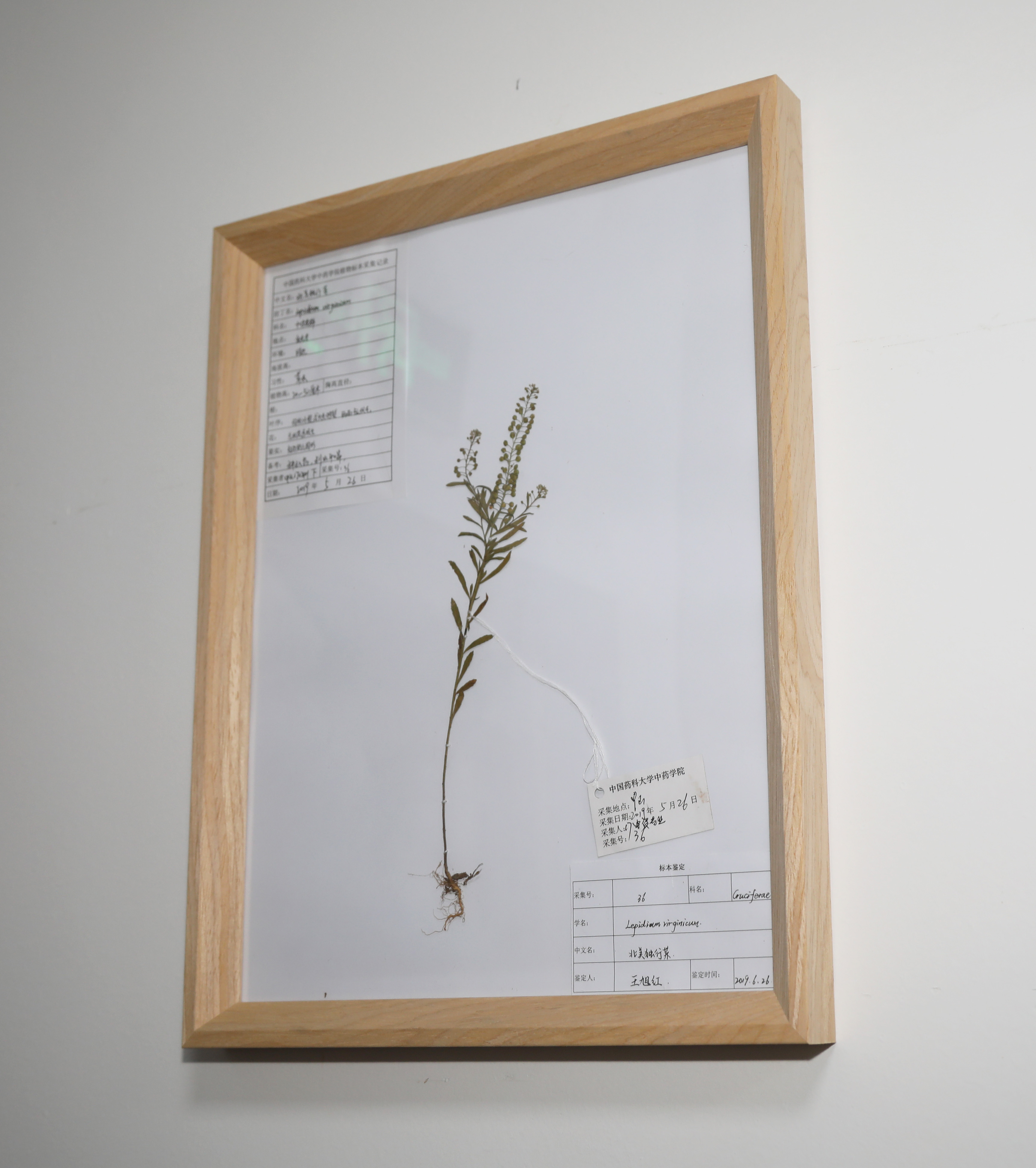 2019萌新“驾到”，中国药科大学带你直击现场！