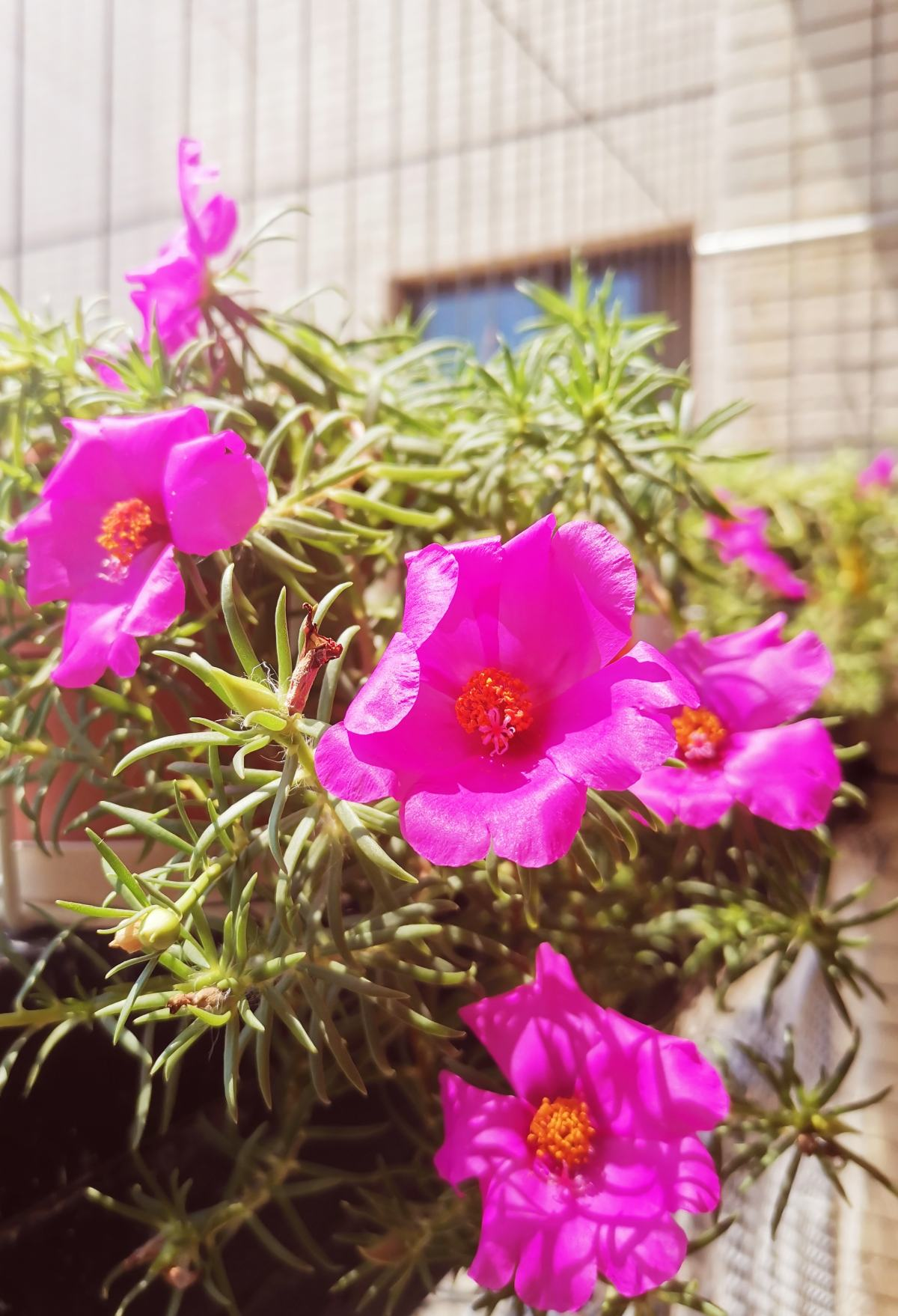 花5块钱就能买到的草花,开花爆不停,真是赚翻了