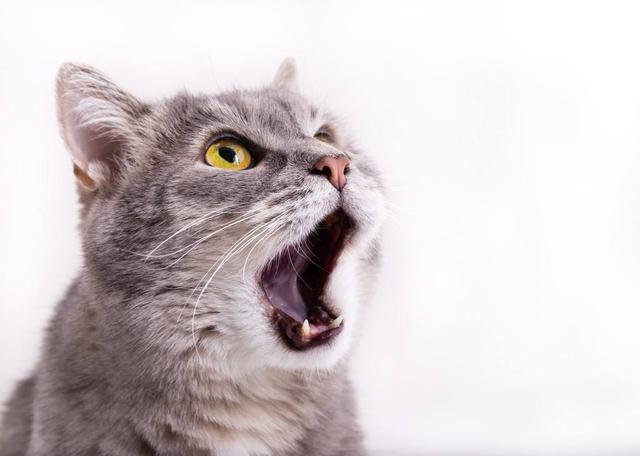 猫咪的5个“身体语言”，全都知道的，说明你懂它！