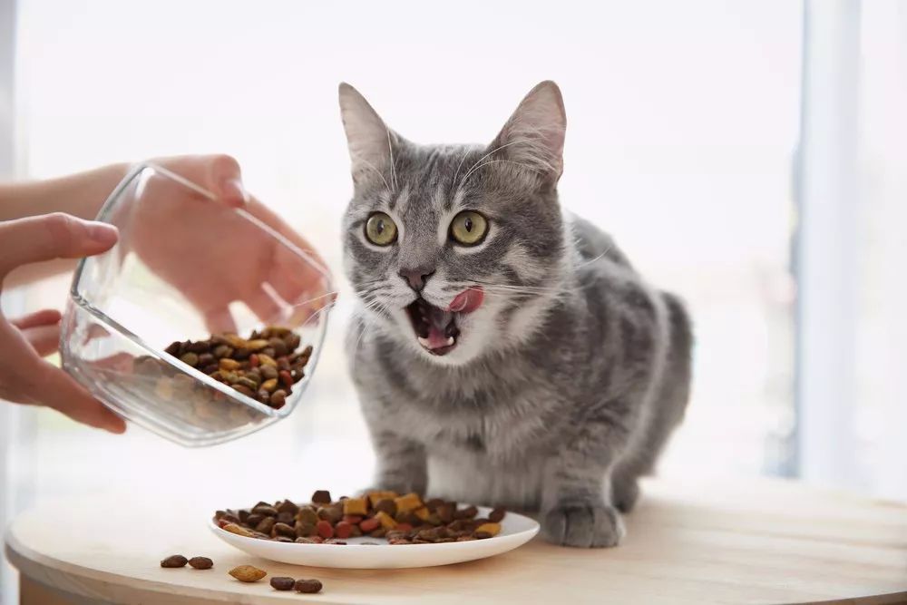 5款“平价”猫粮推荐｜月均200，也能养好猫