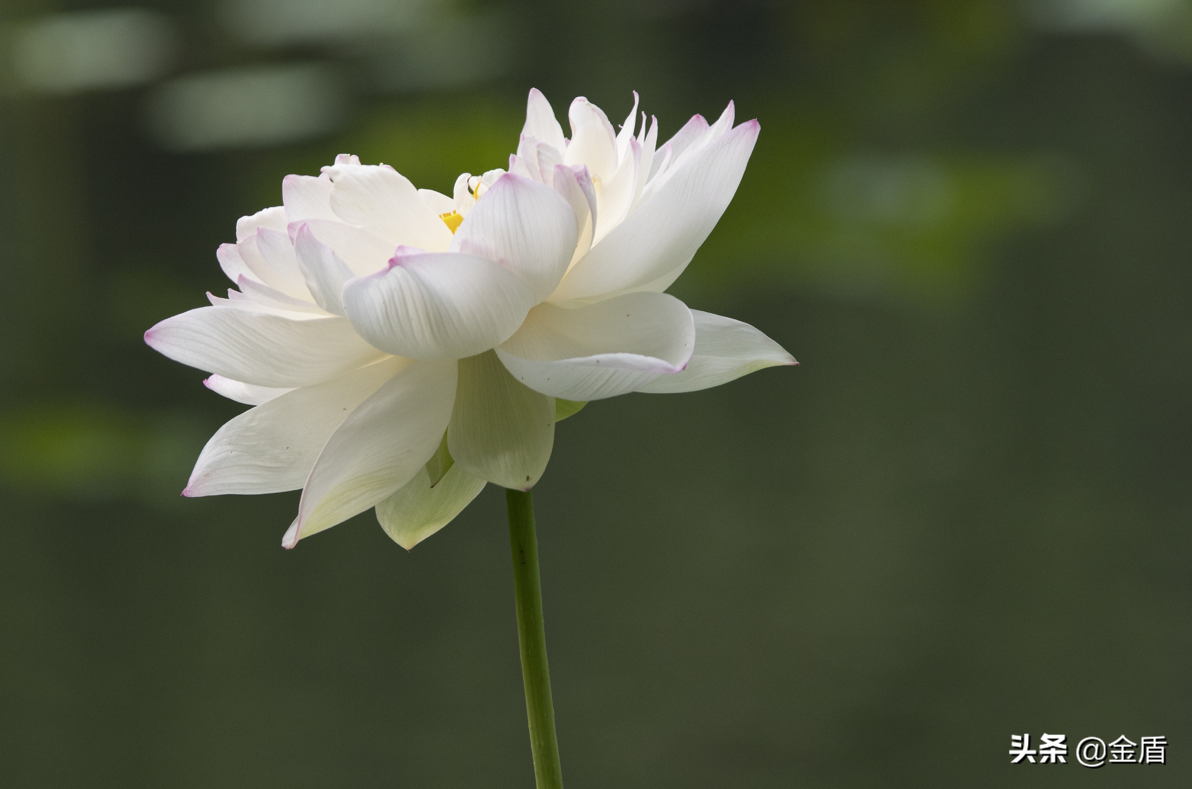 夏日荷花绽放,闻着清香淡雅的花香其乐无穷