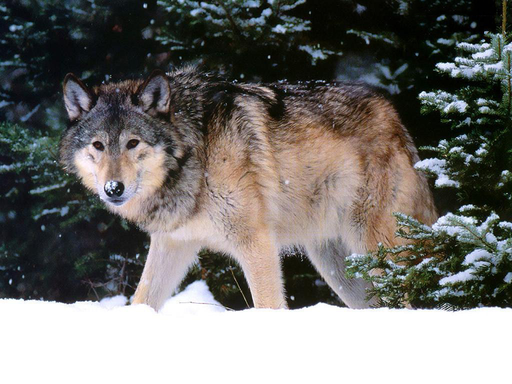 最大的犬科动物(世界最大的犬科动物高加索犬)