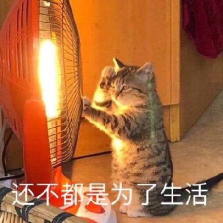 猫咪表情包：被金钱蒙蔽了双眼、你不对劲小老弟