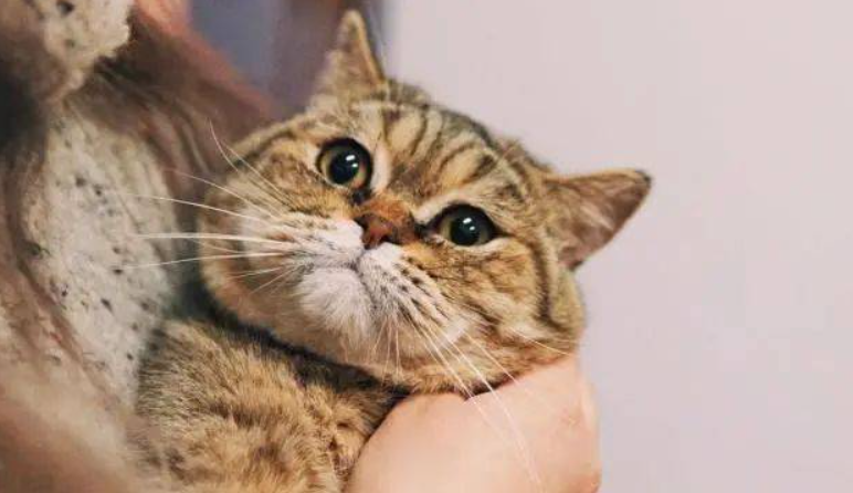 听说受人欢迎的猫咪，都学了这6种道歉方法