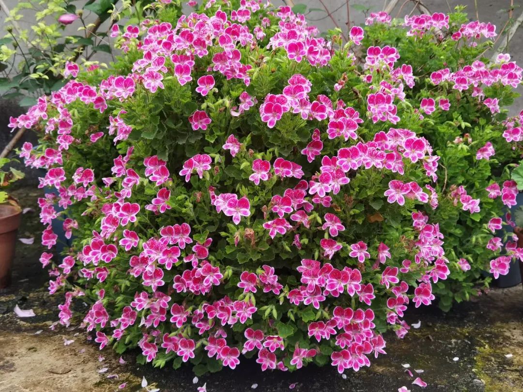 海妈花园访问｜想种花没地方？重庆小学老师在学校楼顶造了座花园