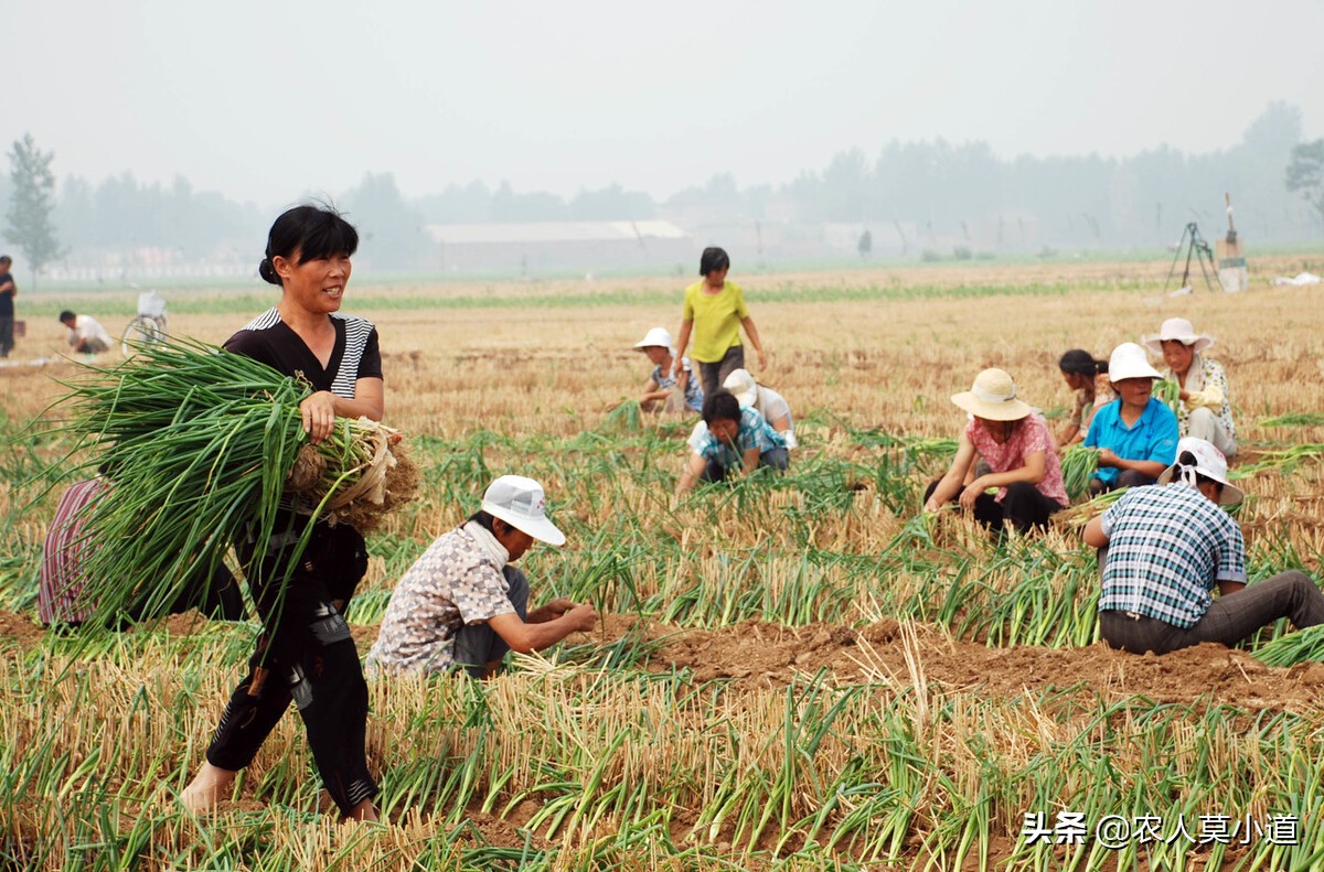 都说农村人承包土地种植不划算，为什么还有人抢着去承包土地呢？