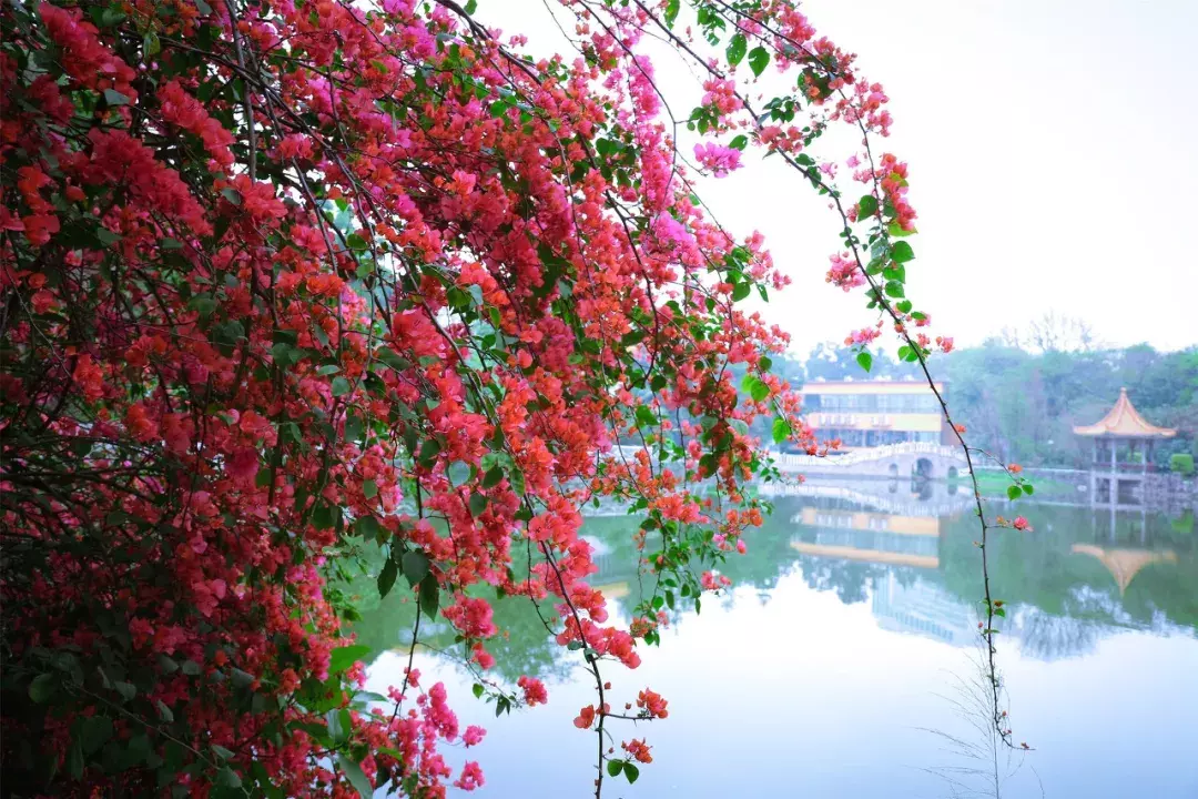 中国春天最美的10座大学，好想回去谈一场恋爱