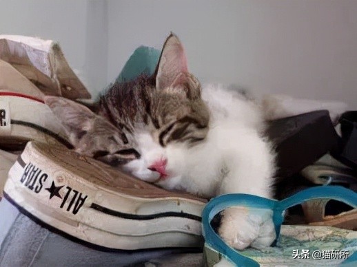 猫咪为啥沉迷吸鞋？这样会传染脚气吗？