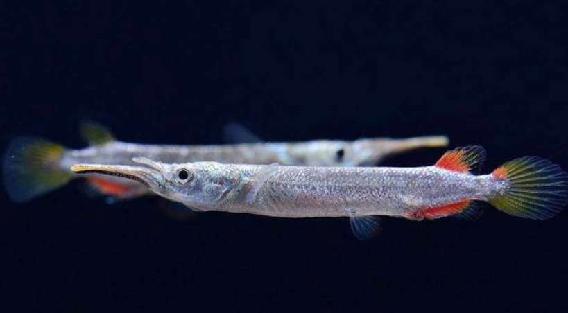 银水针鱼的食性和雌雄鉴别,它们其实是胎生鱼类