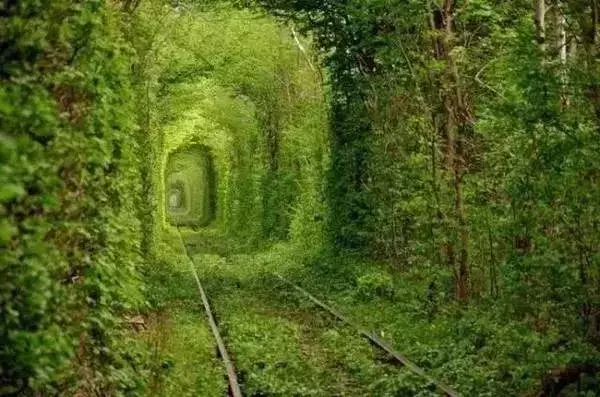 世界最美林荫道,在武汉的它必须拥有姓名