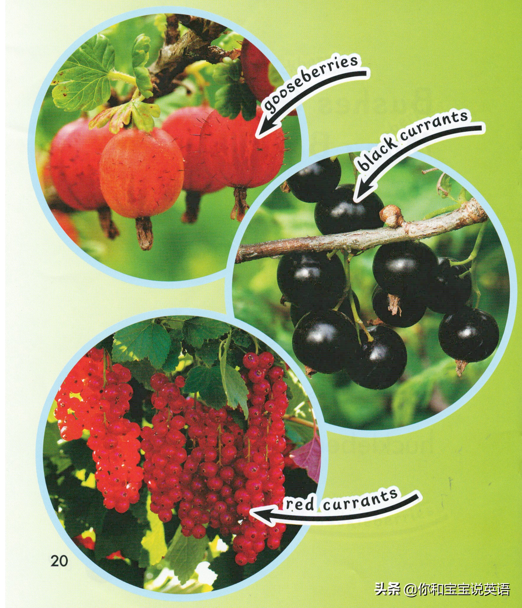 采摘亲子英文+科普—草莓蓝莓、萝卜白菜，谁长地上，谁长藤上？