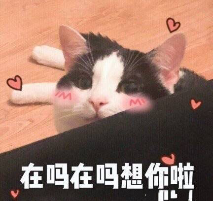 猫咪可爱表情包