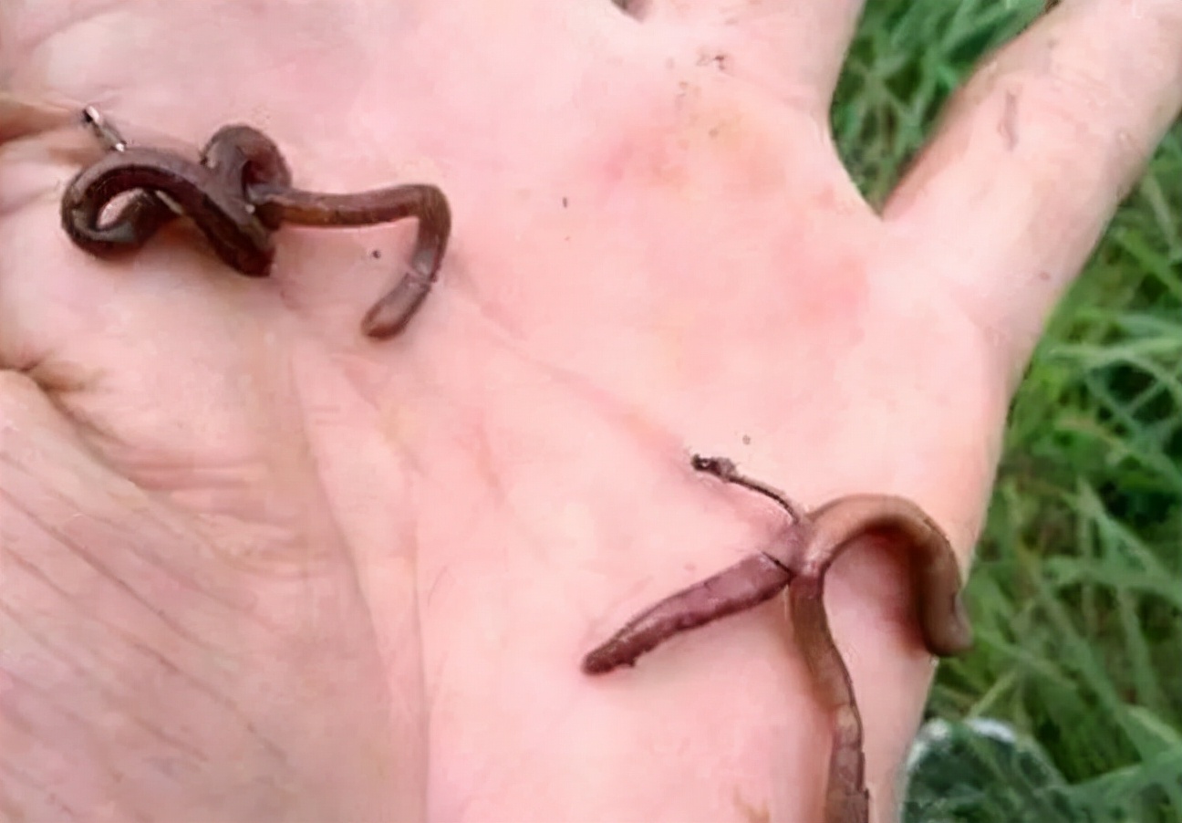 钓鱼用蚯蚓好吗,怎样用蚯蚓钓鱼上鱼快 _极限路亚