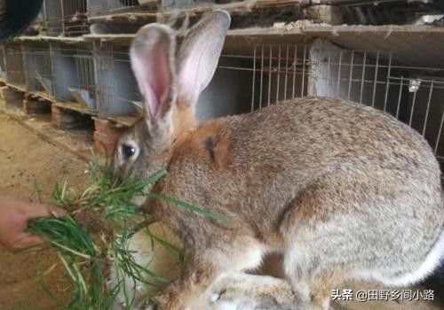 兔子怎么養,兔子怎么養最正確的兔子飼養方法
