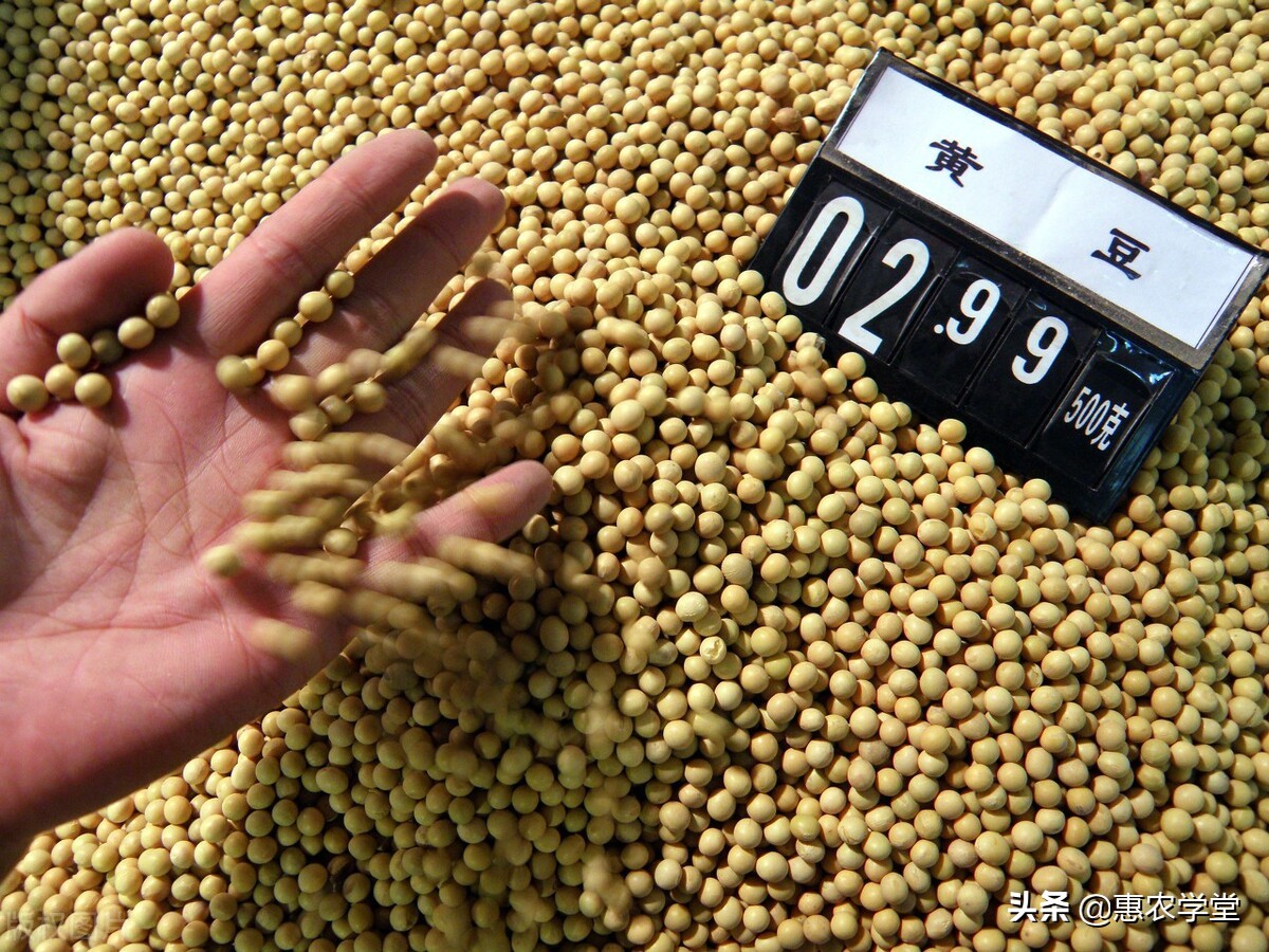 2021年8月大豆多少钱一斤？为何会跌价？后期大豆价格走势分析