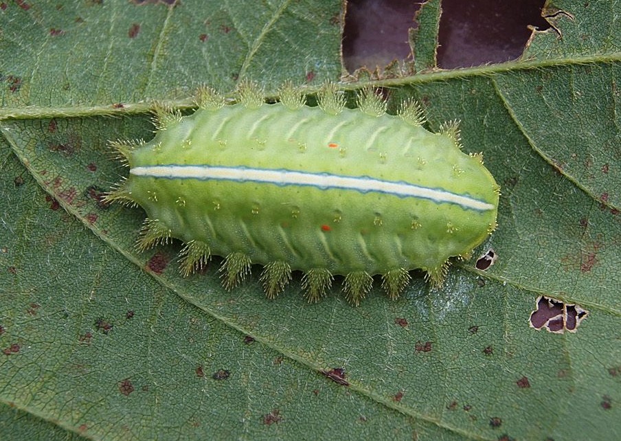 "洋辣子"是我们山里人的叫法,它的学名叫做绿刺饿或者青刺饿,这种昆虫