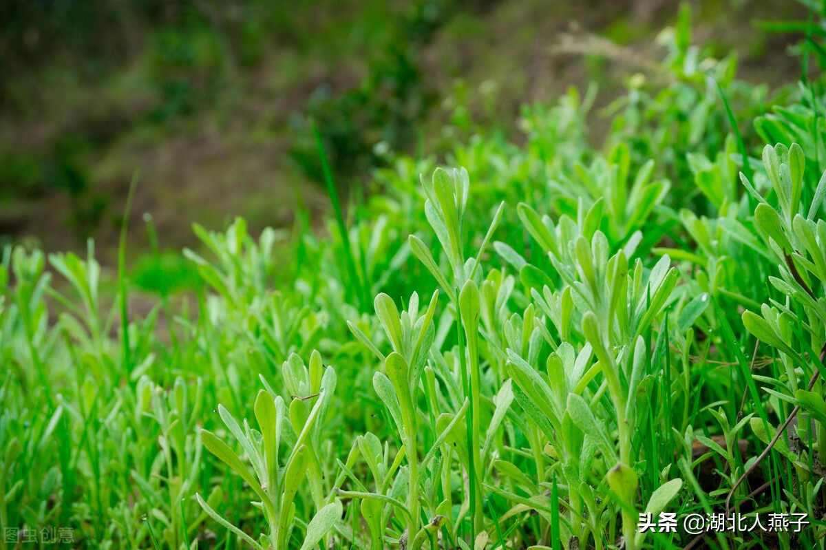 农村能吃的野菜100种大全(教你认识100种野菜和吃法)