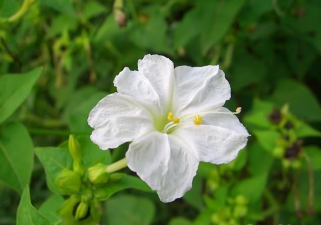 紫茉莉几点开花（紫茉莉的开花时间作用及注意事项）