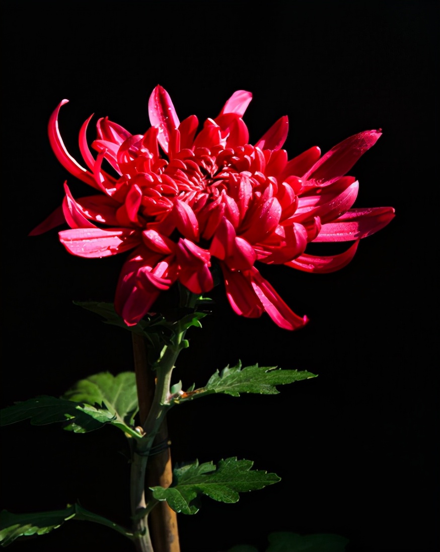 菊花，就是秋日最美的诗词，十二首晚菊诗词，傲骨迎霜，优雅美艳