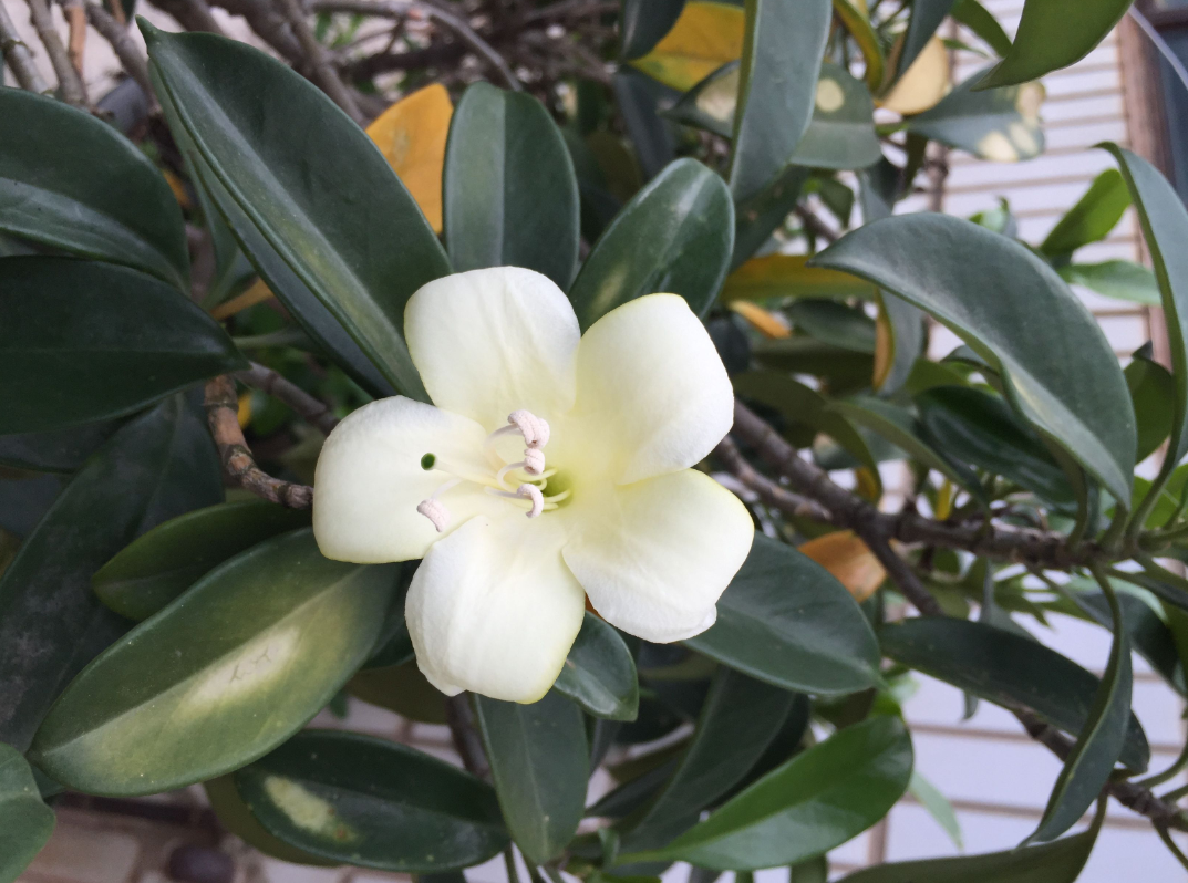 非洲茉莉開花嗎(教你幾個小妙招茉莉花輕鬆開爆盆)