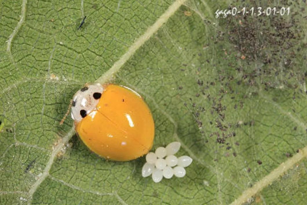 家里飞进了全身黄色的瓢虫(家里出现黄色瓢虫) - 趣味头条