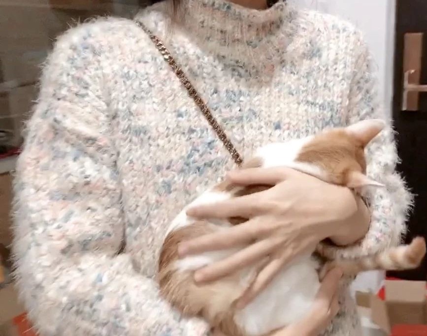 最可怕的猫咪疾病之一——猫传腹到底是怎么一回事？