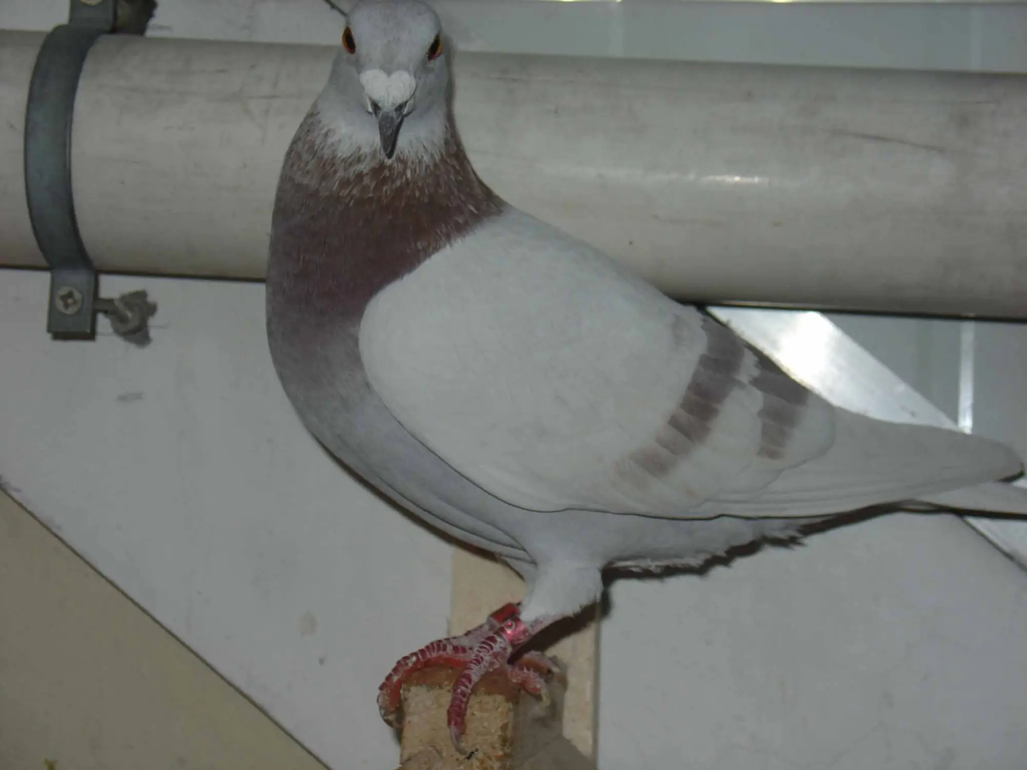 乳鸽养殖技术（养鸽子用什么方法鸽子最健康）