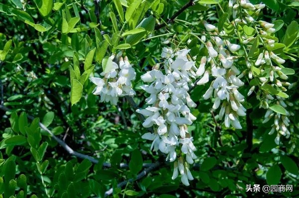 这8种树绿化效果好，又是难得的蜜源植物，花蜜营养价值极高