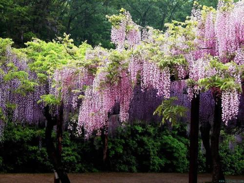 一花一世界，一叶一菩提——奇花异草多花紫藤，花语传说优美句子